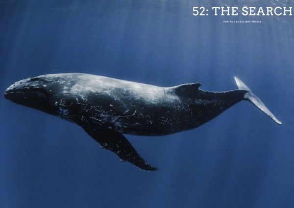 52-the-loneliest-whale-in-the-world-poster-image