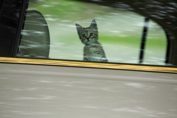 keanu-movie-image-cat