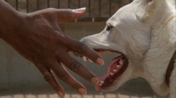 white-dog-movie