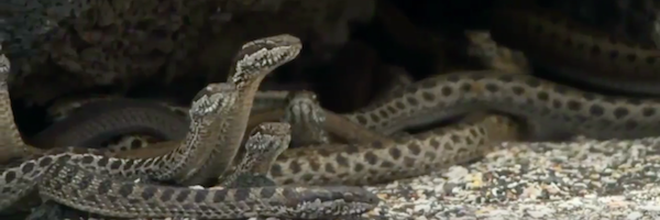 iguana-vs-snakes-planet-earth-2-clip-slice