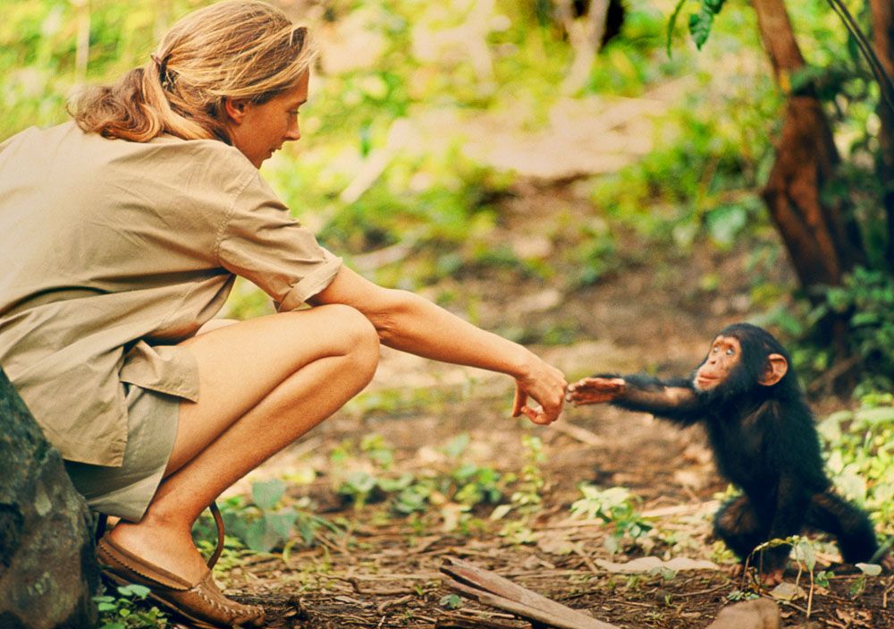 Leonardo DiCaprio se asocia con Jane Goodall para producir su primera película

 MEAS MAGZ