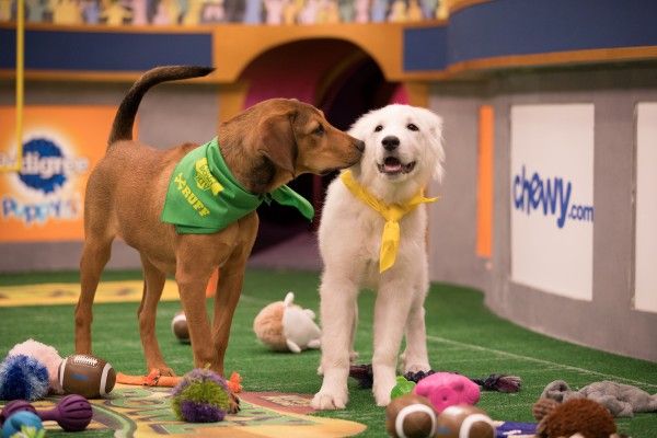 puppy-bowl-2018-barry-olympia
