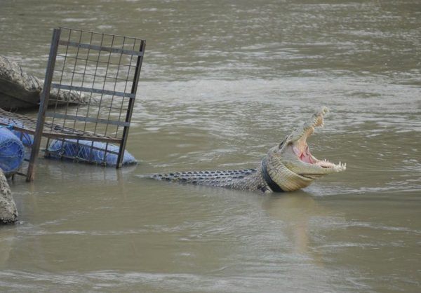 impossible-croc-rescue-image-4