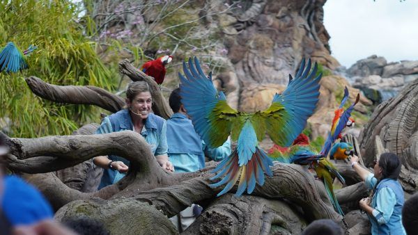 magic-of-disneys-animal-kingdom-parrots