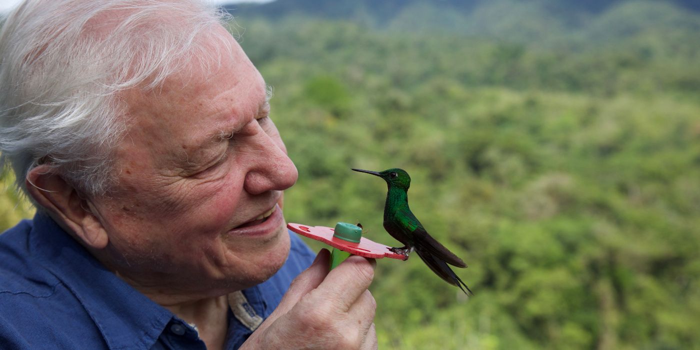 life-in-color-with-david-attenborough-social-feature