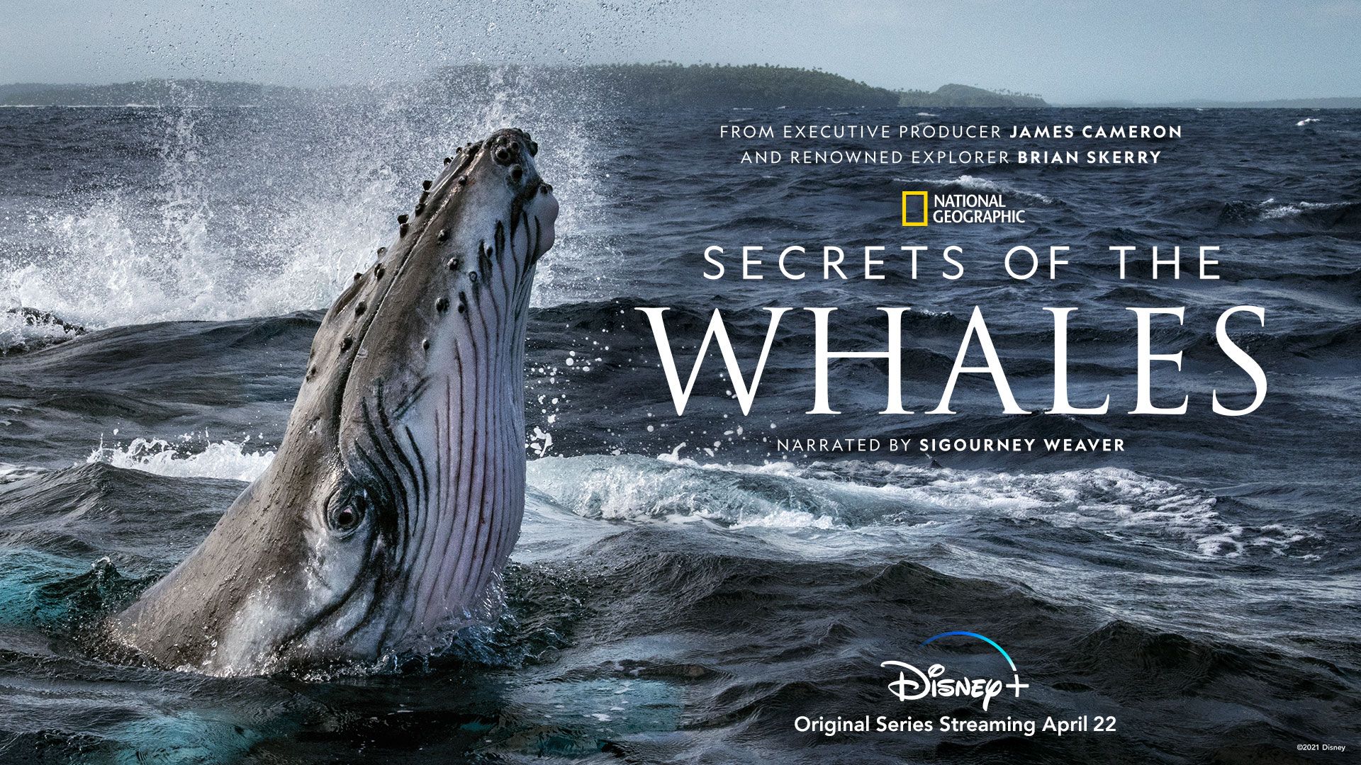 secret of the whales image
