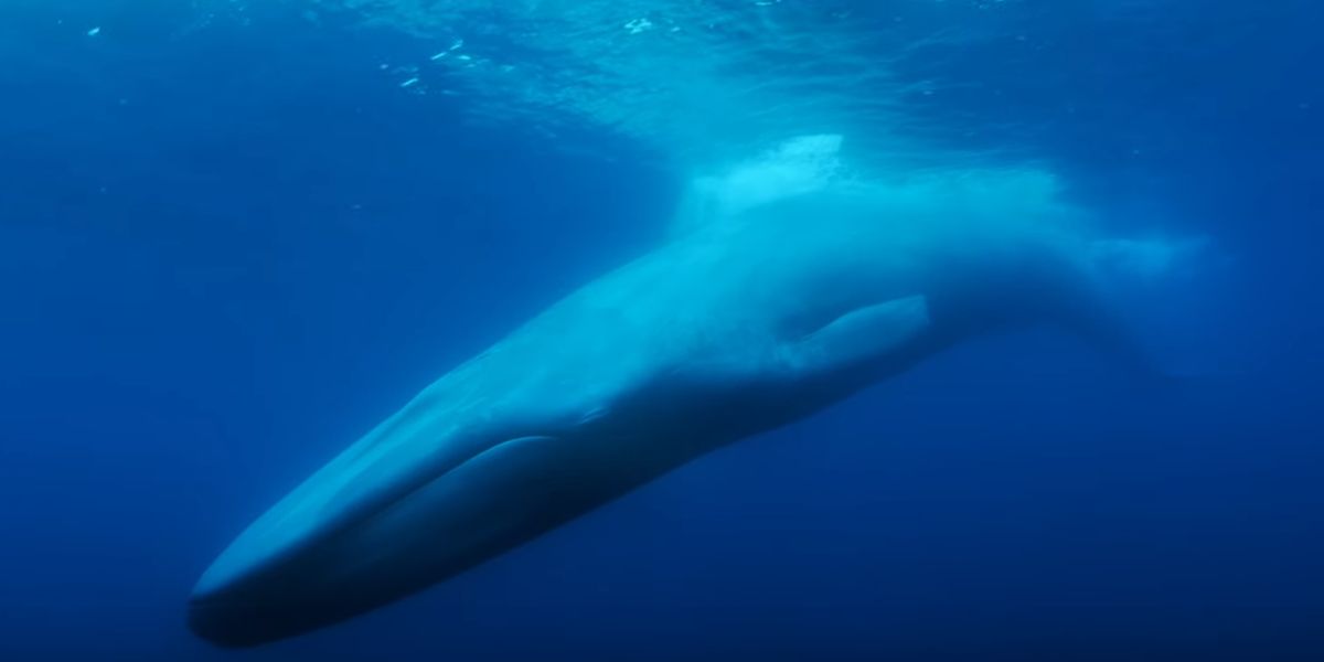 The Loneliest Whale Trailer Teases the Search for a Sad, Singing Whale