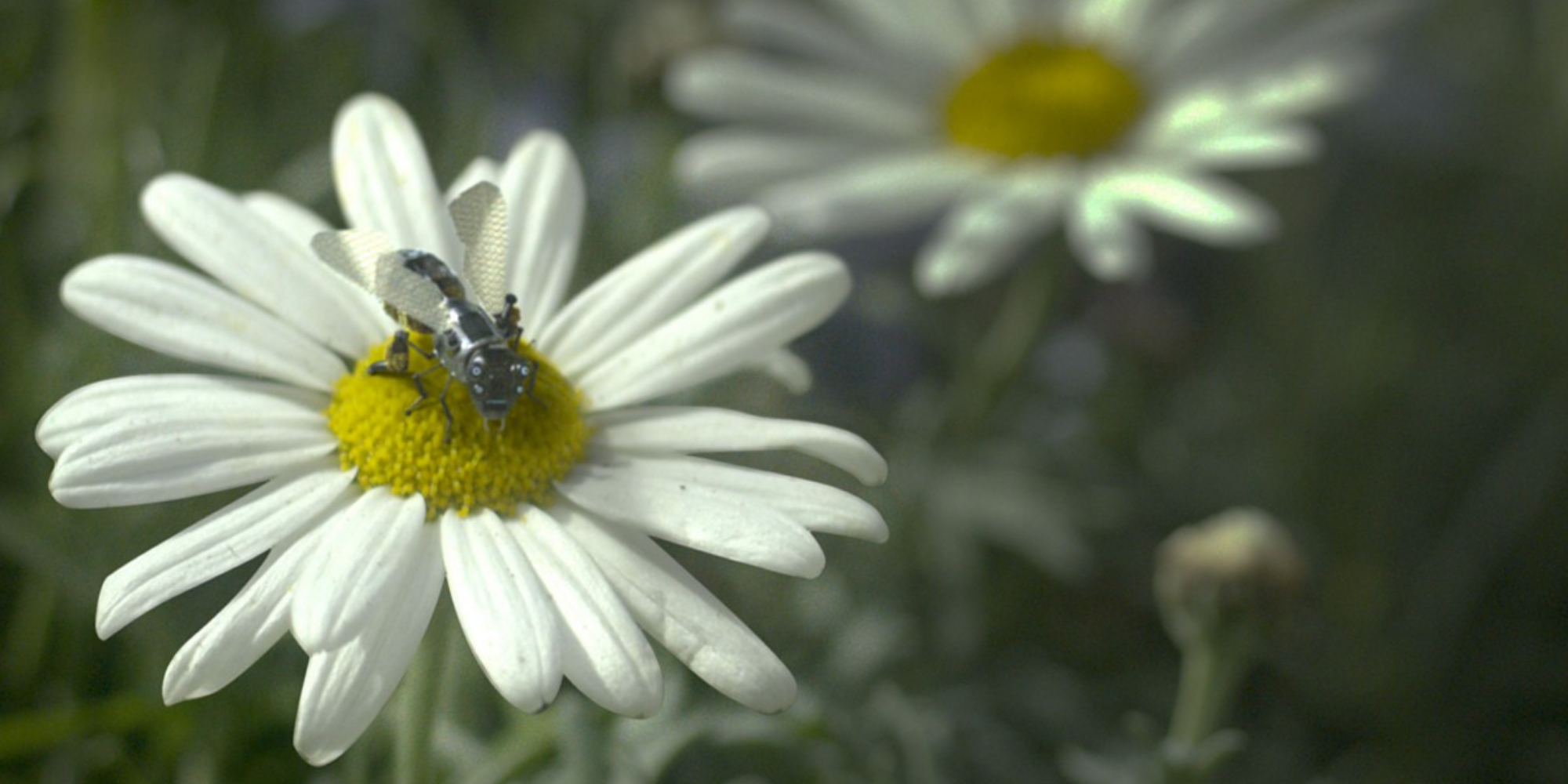 Nano abeja sentada en una flor