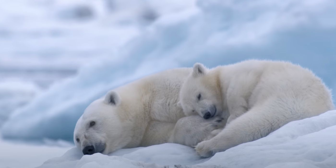 polar-bear-disney-nature-social