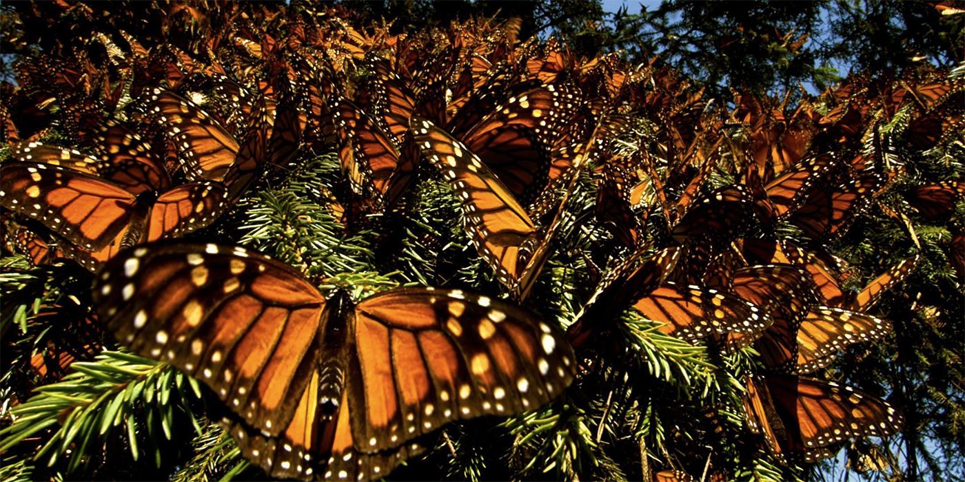 les ailes de la vie