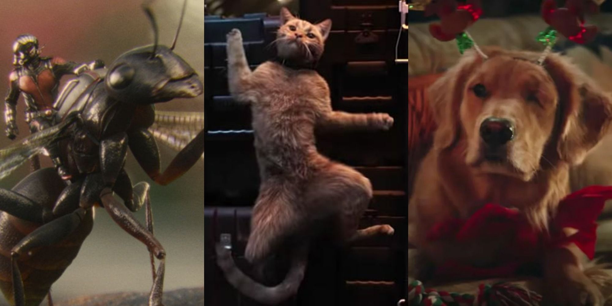 The Best Pets and Animal Sidekicks of the MCU, Ranked