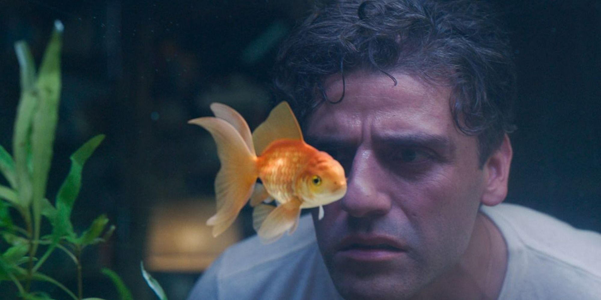 Gus the Goldfish and Steven Grant in Moon Knight (2022)