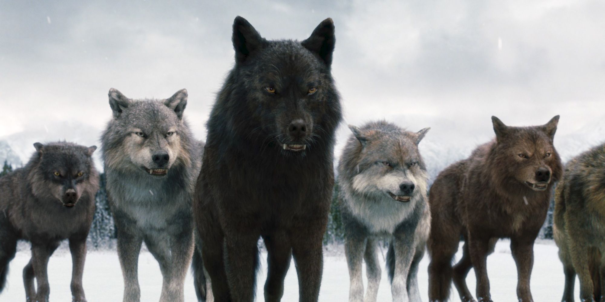 Twilight Werewolves