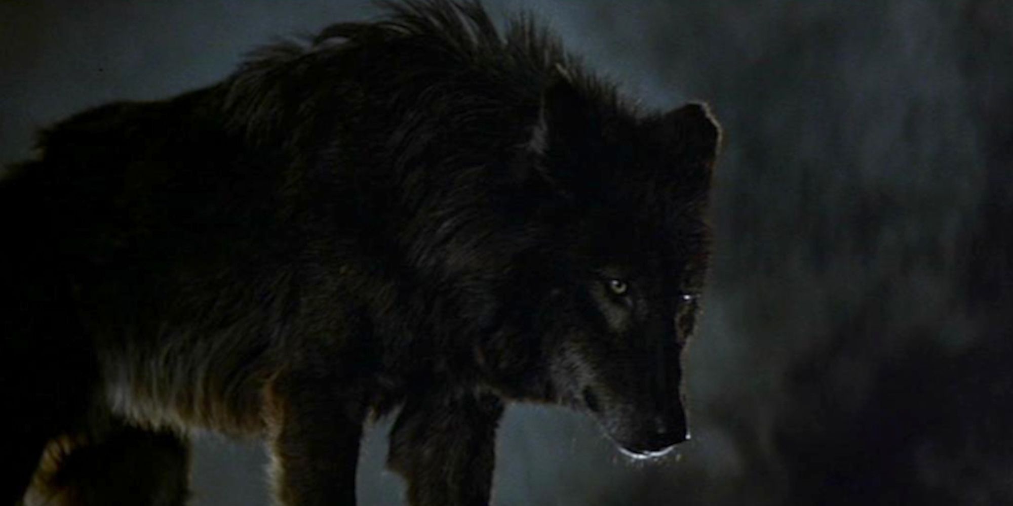 Wolfen's Werewolf (1981)