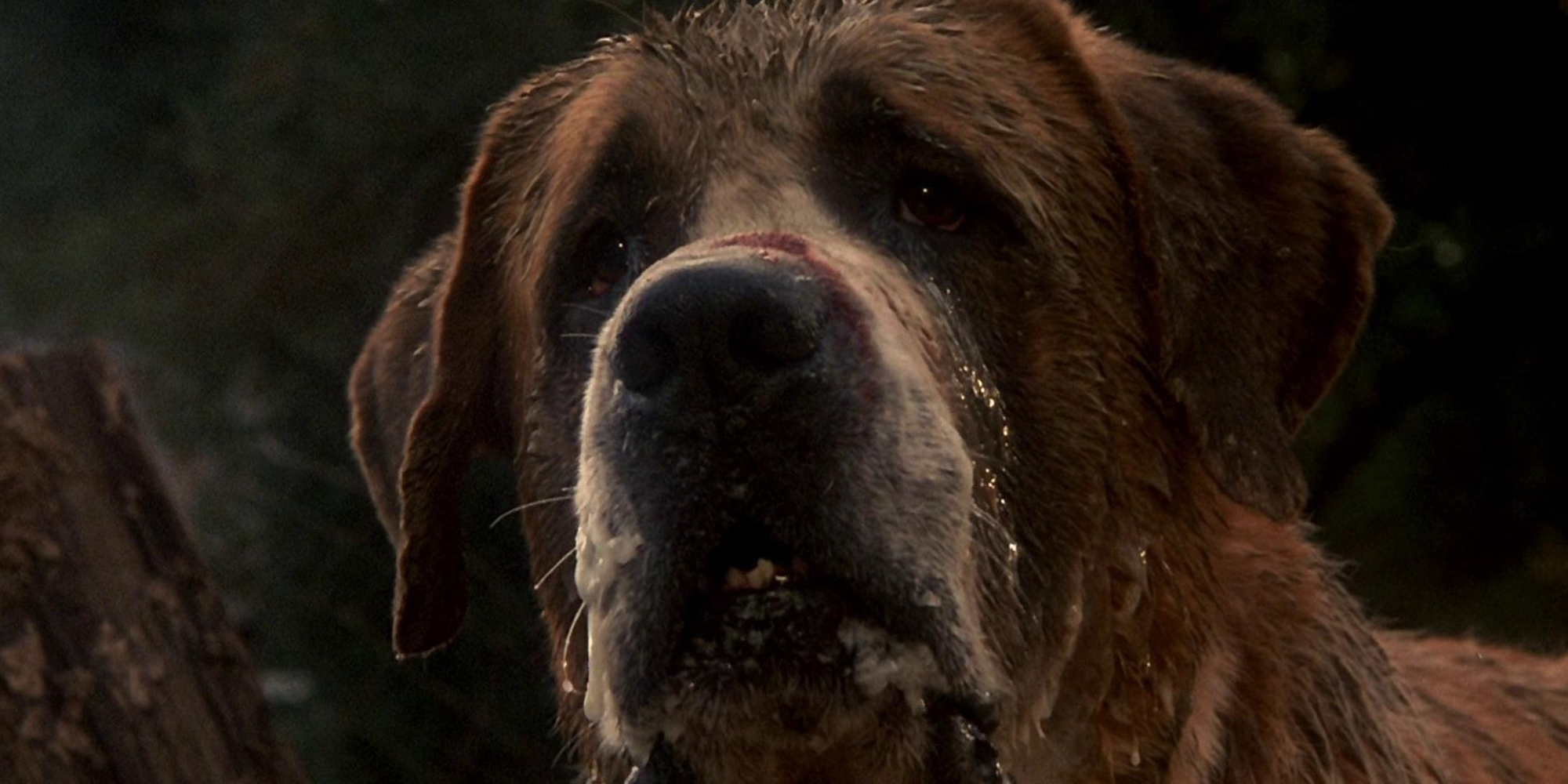 A blood covered St. Bernard watches over his property