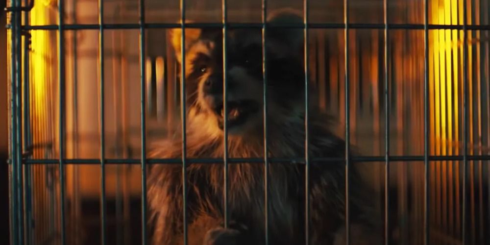 Raccoonie à l'intérieur d'une cage dans Everything Everywhere All At Once