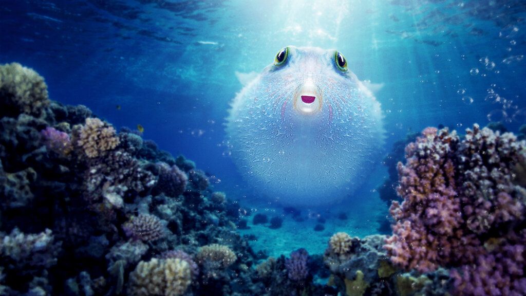puff-wonders-of-the-reef
