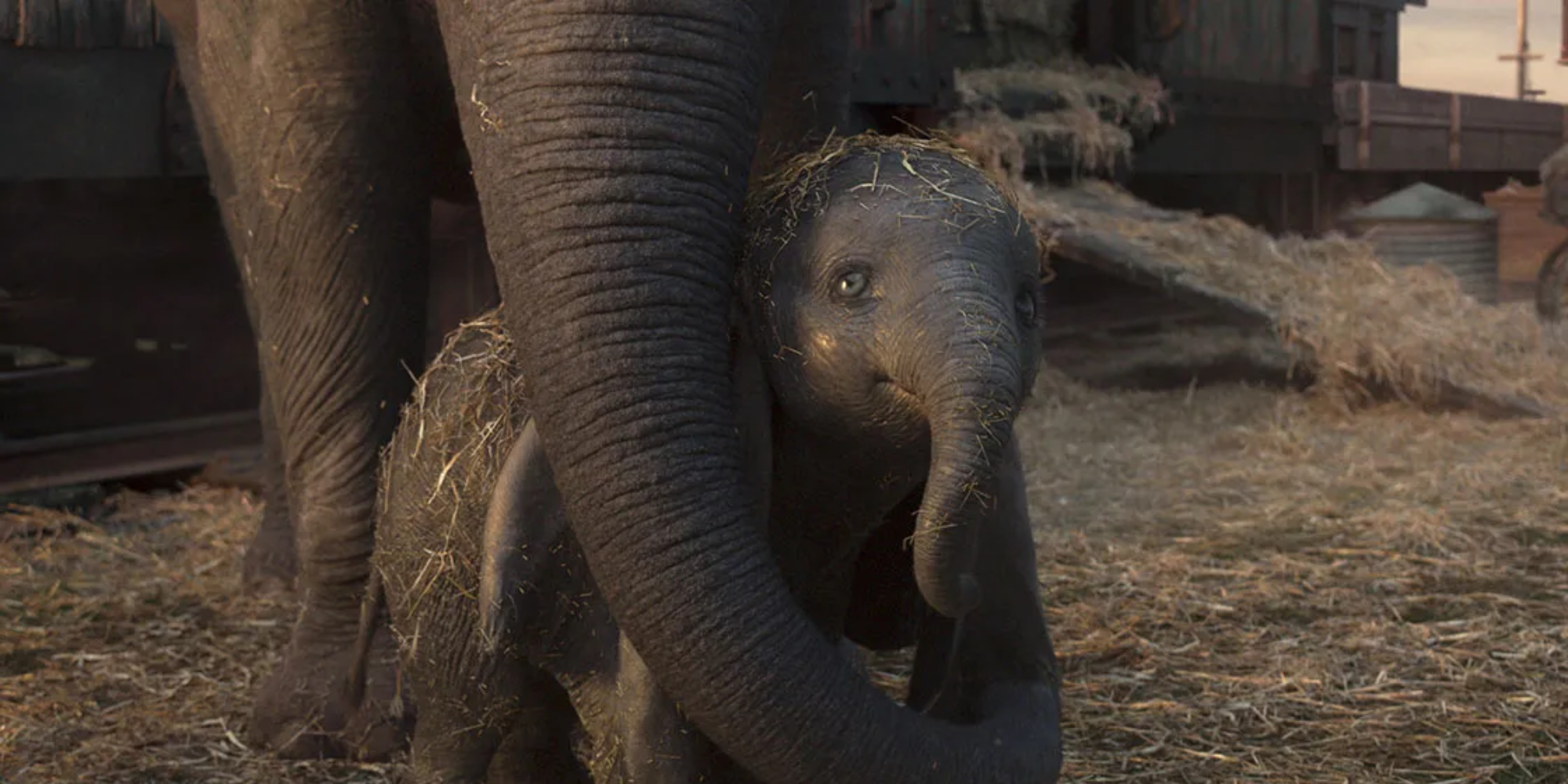 Baby Dumbo with his mother in the live-action Dumbo.