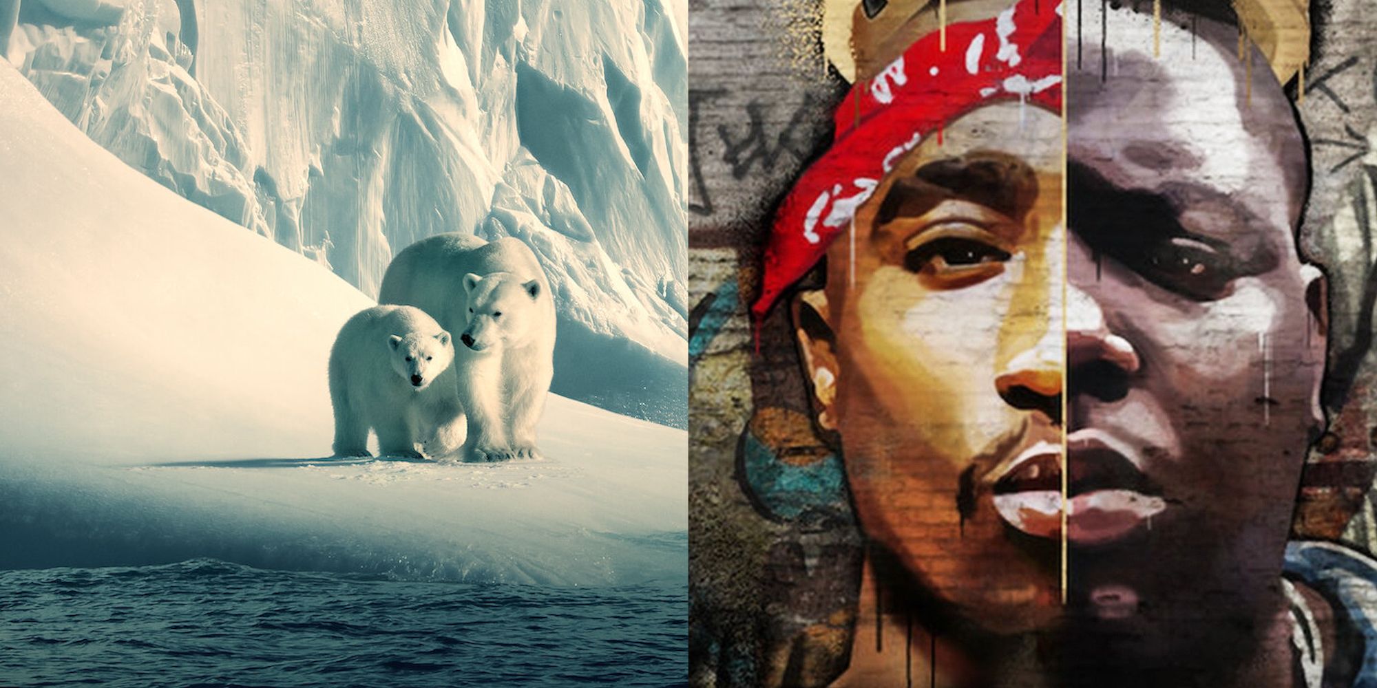 Polar Bears Hip-Hop