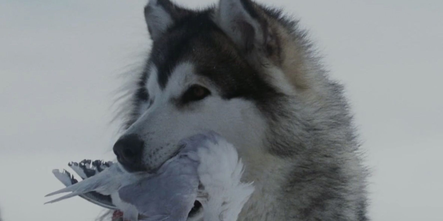 A sled dog in 'Eight Below' 