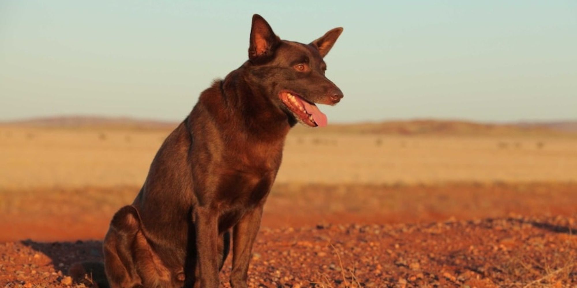 Chien rouge assis au soleil sur de la terre rouge