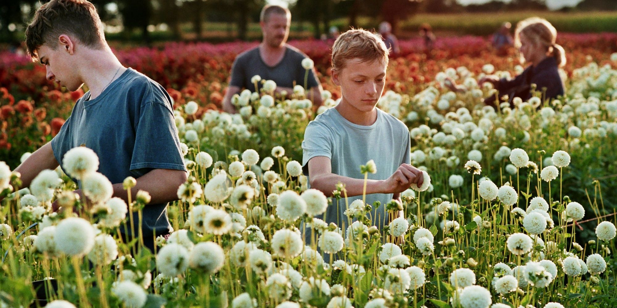 A family stands in a field picking flowers in Close