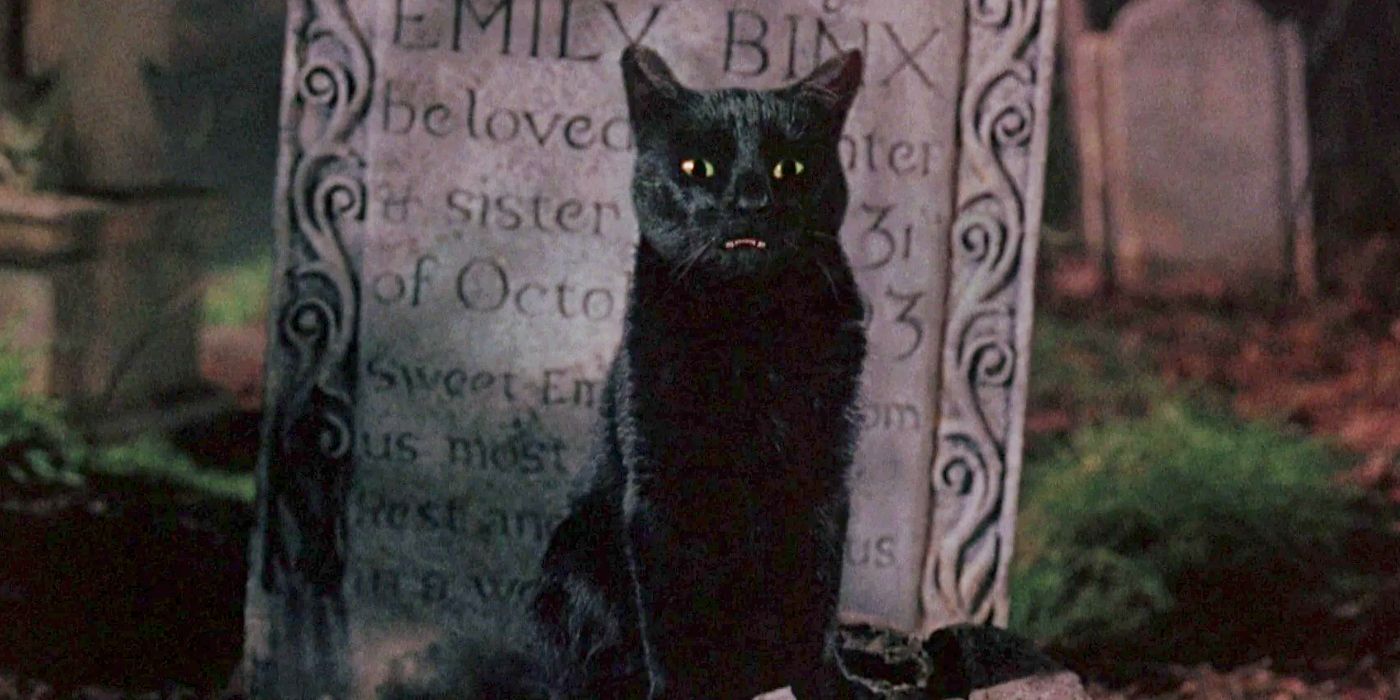 Désolé Salem, le chat qui parle le mieux est en fait dans ce film