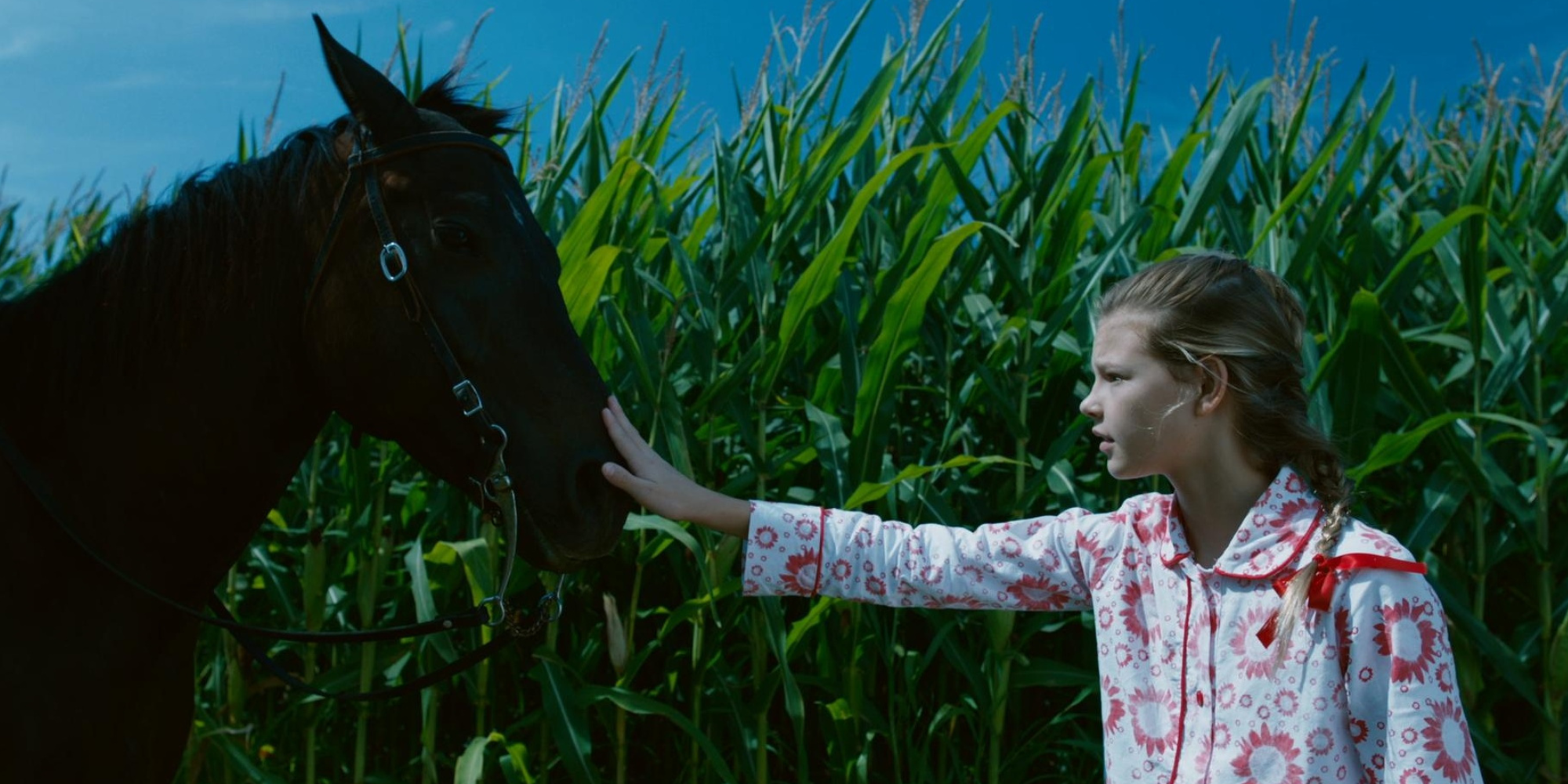 A young girl touches a black horse's nose