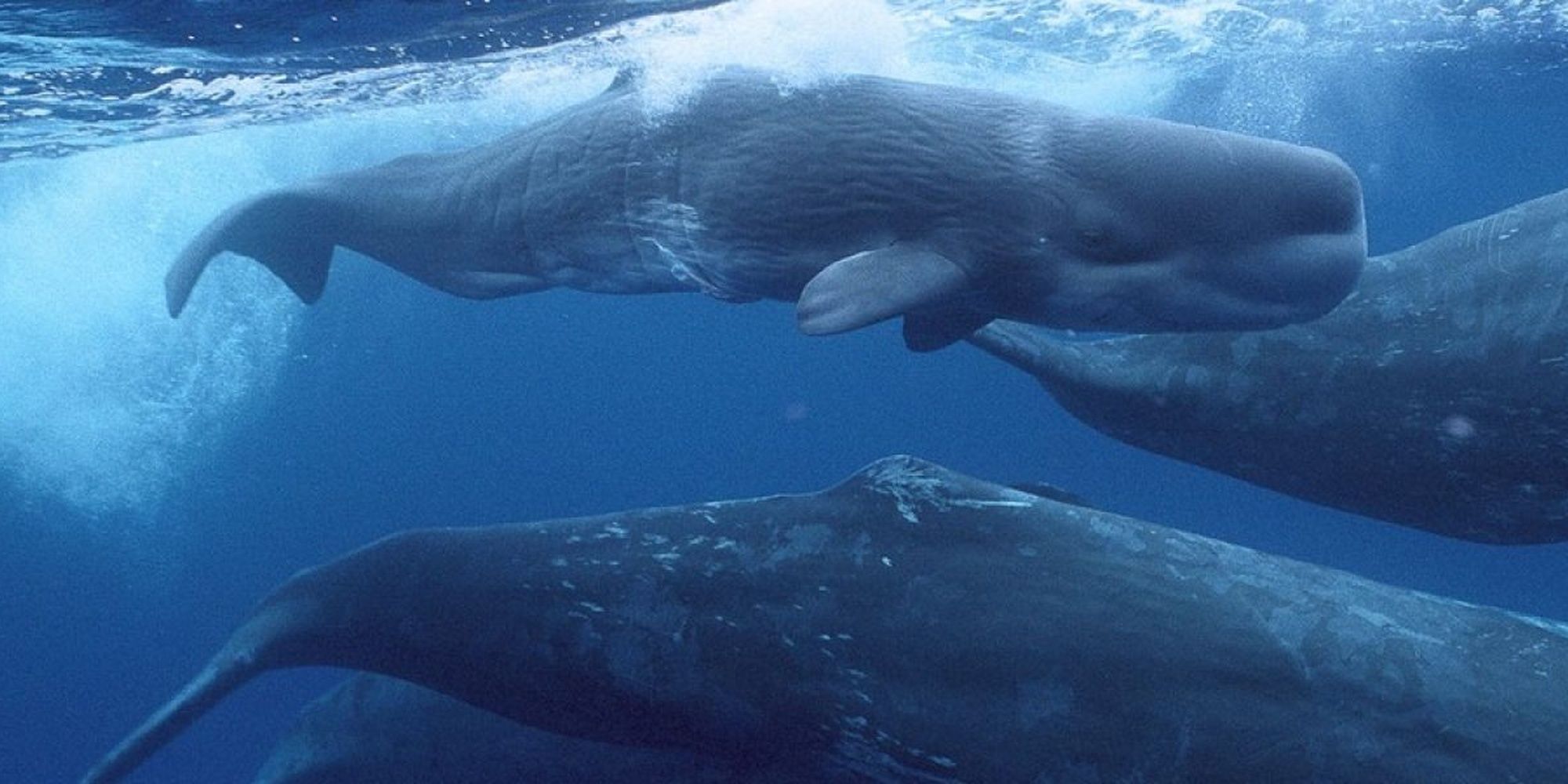 Giants of the Deep Blue whales nat geo