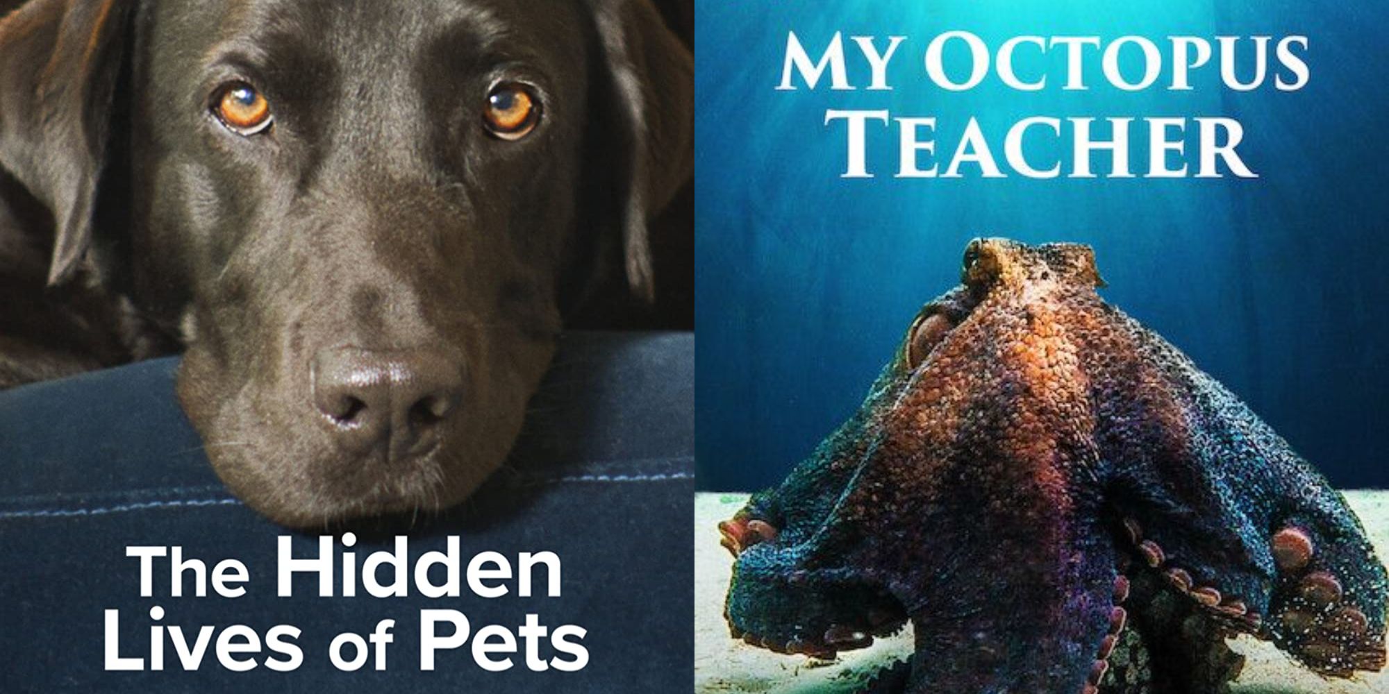 Netflix Animal Documentaries