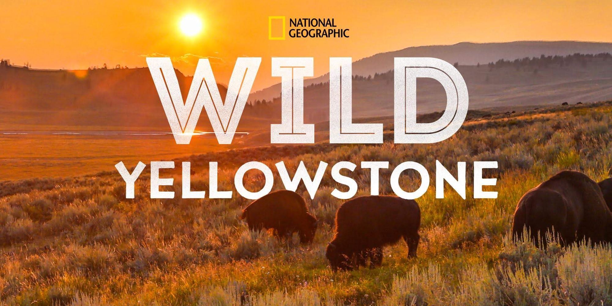 Wild Yellowstone nat geo