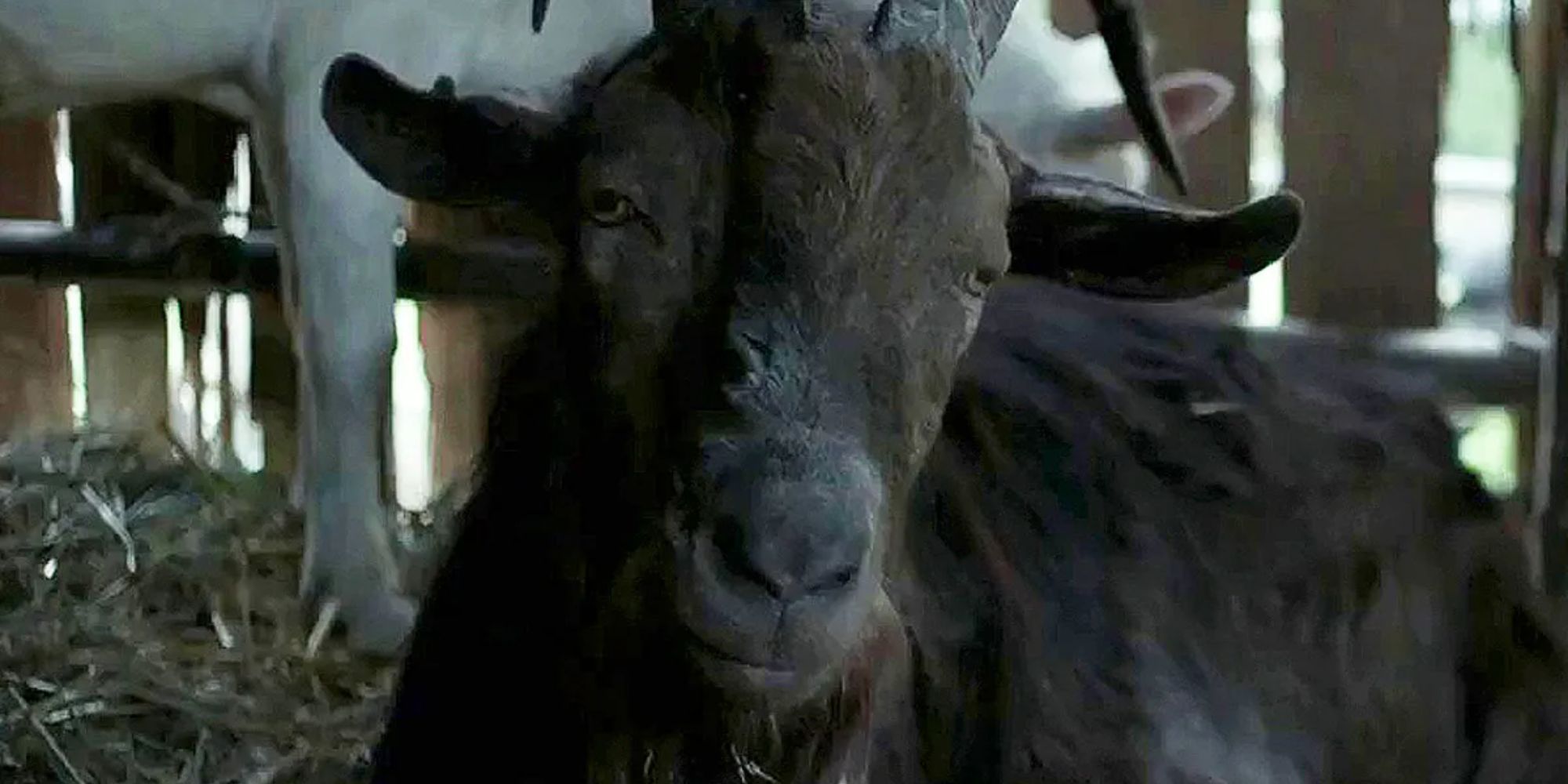 Shikimori N Est Pas Juste Mignonne Admettez-le, Black Phillip est chaud (et nous ne parlons pas de la