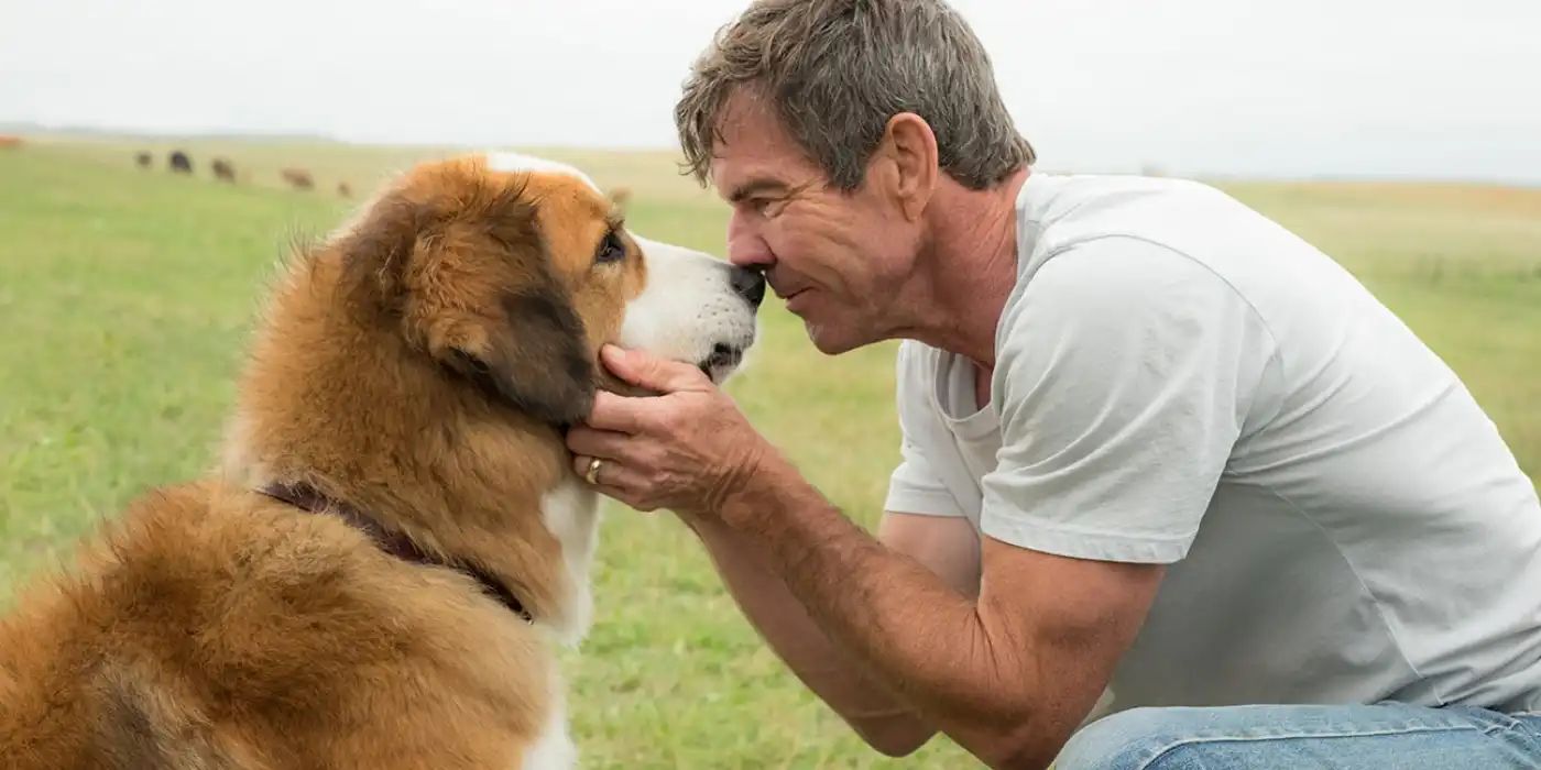 A Dogs Purpose - Owner and Dog Looking At Eachother