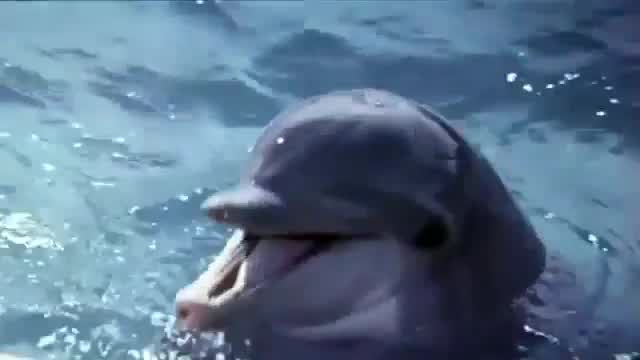 The Day of the Dolphin-1973