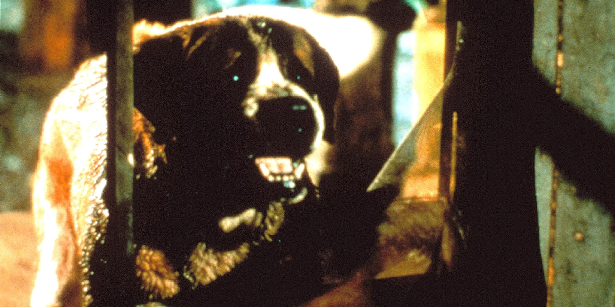 Cujo