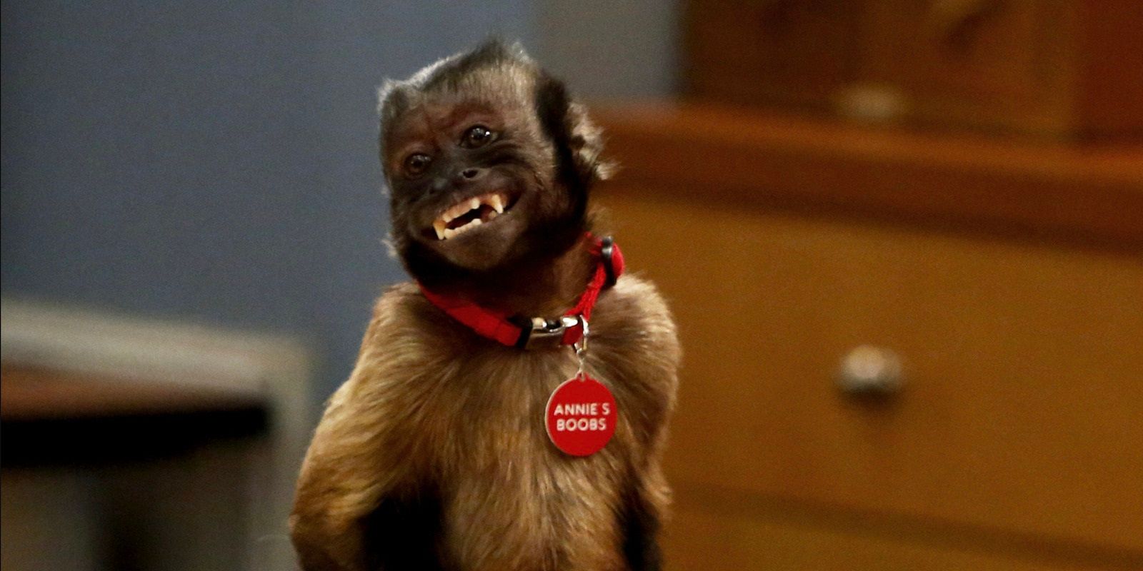 Crystal the Monkey as Annie&rsquo;s Boobs on Community