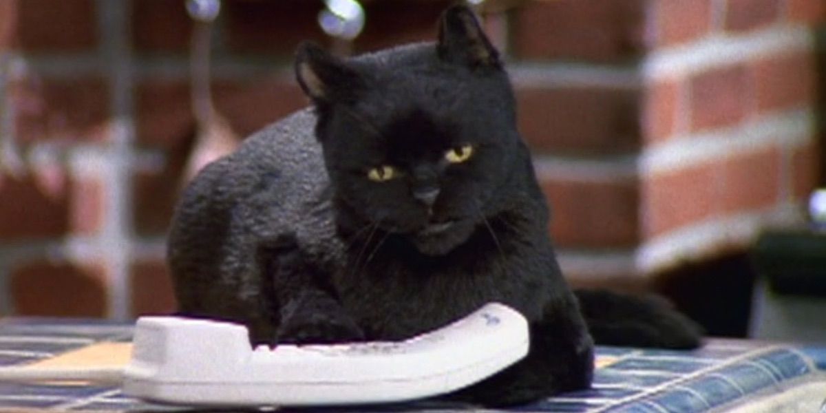 Salem-the-cat