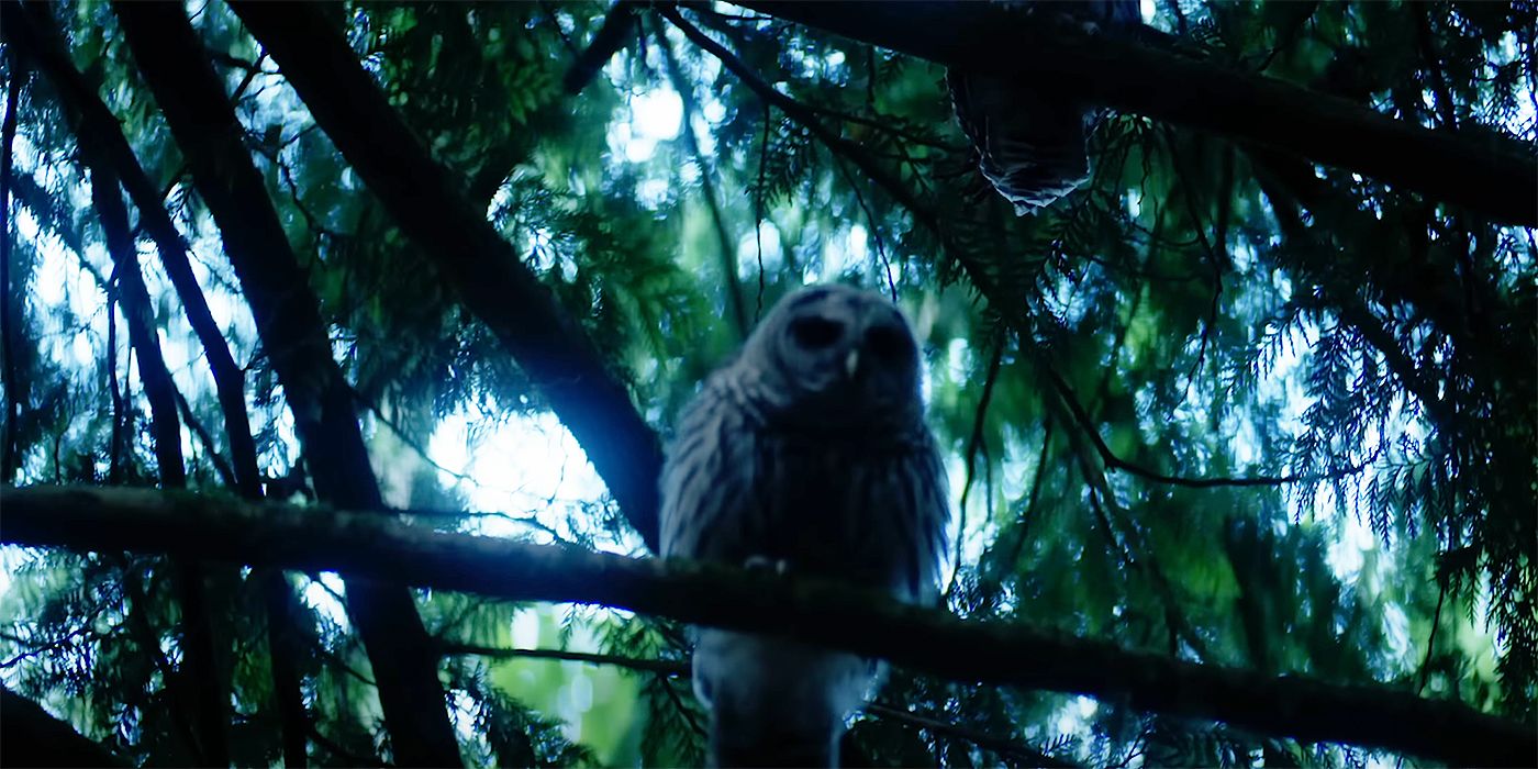 percy-jackson-trailer-owl