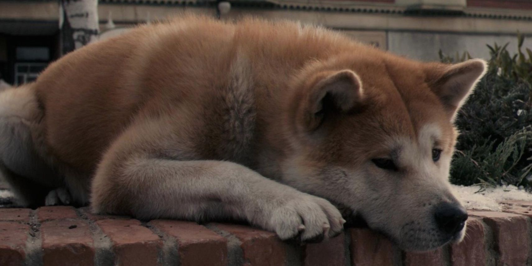 A dog in 'Hachi: A Dog's Tale'