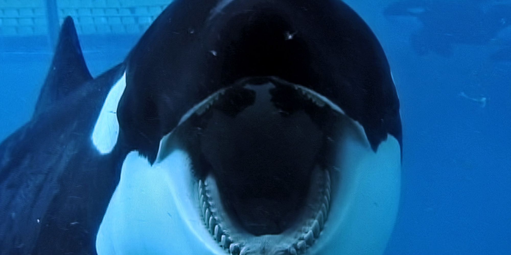 10 Animal Documentaries That Uncovered Animal Cruelty, From ‘Blackfish’ To ‘Meals Inc.’