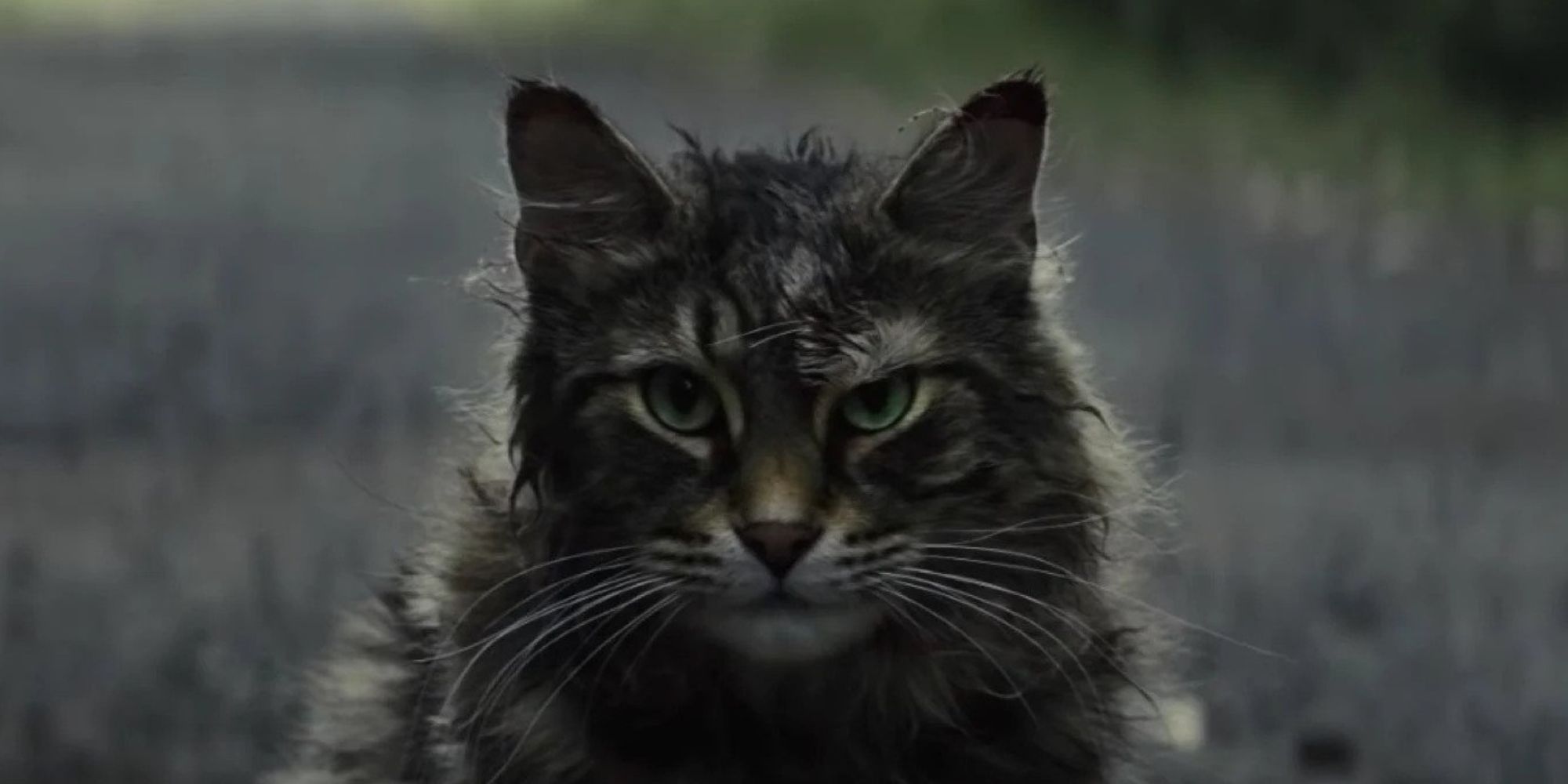 Church le chat dans 'Pet Sematary'.