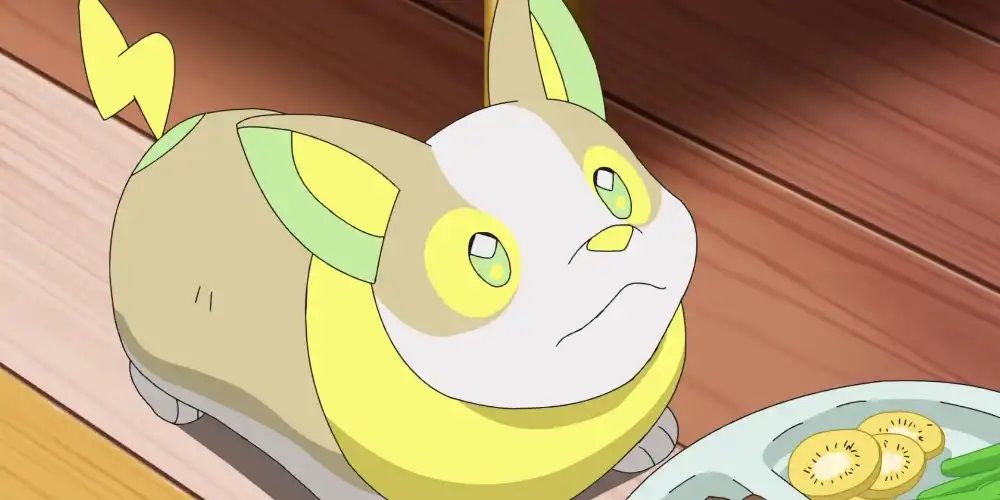 A Yamper looking up as food is placed before it