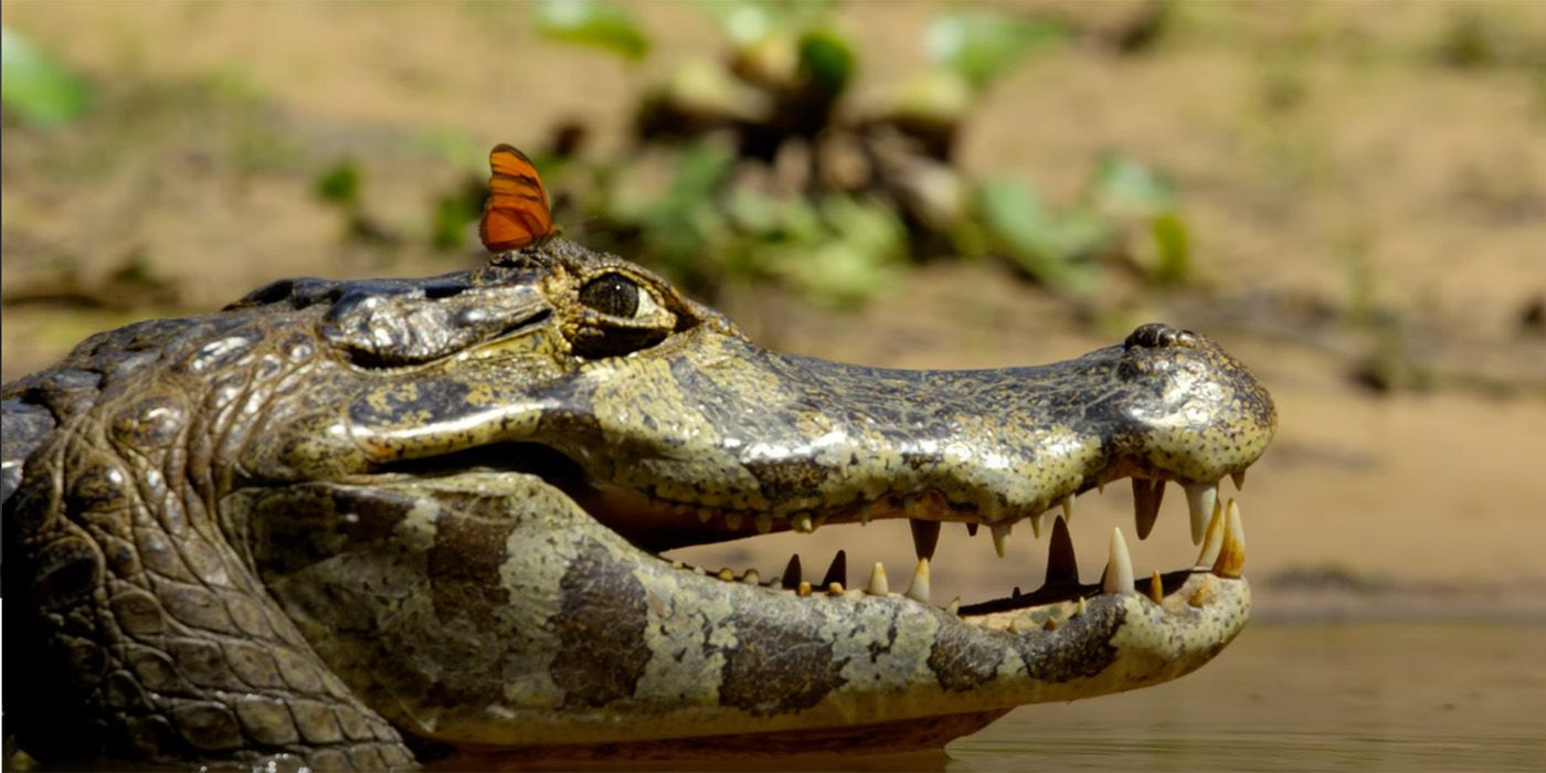 life on our planet butterfly alligator netflix