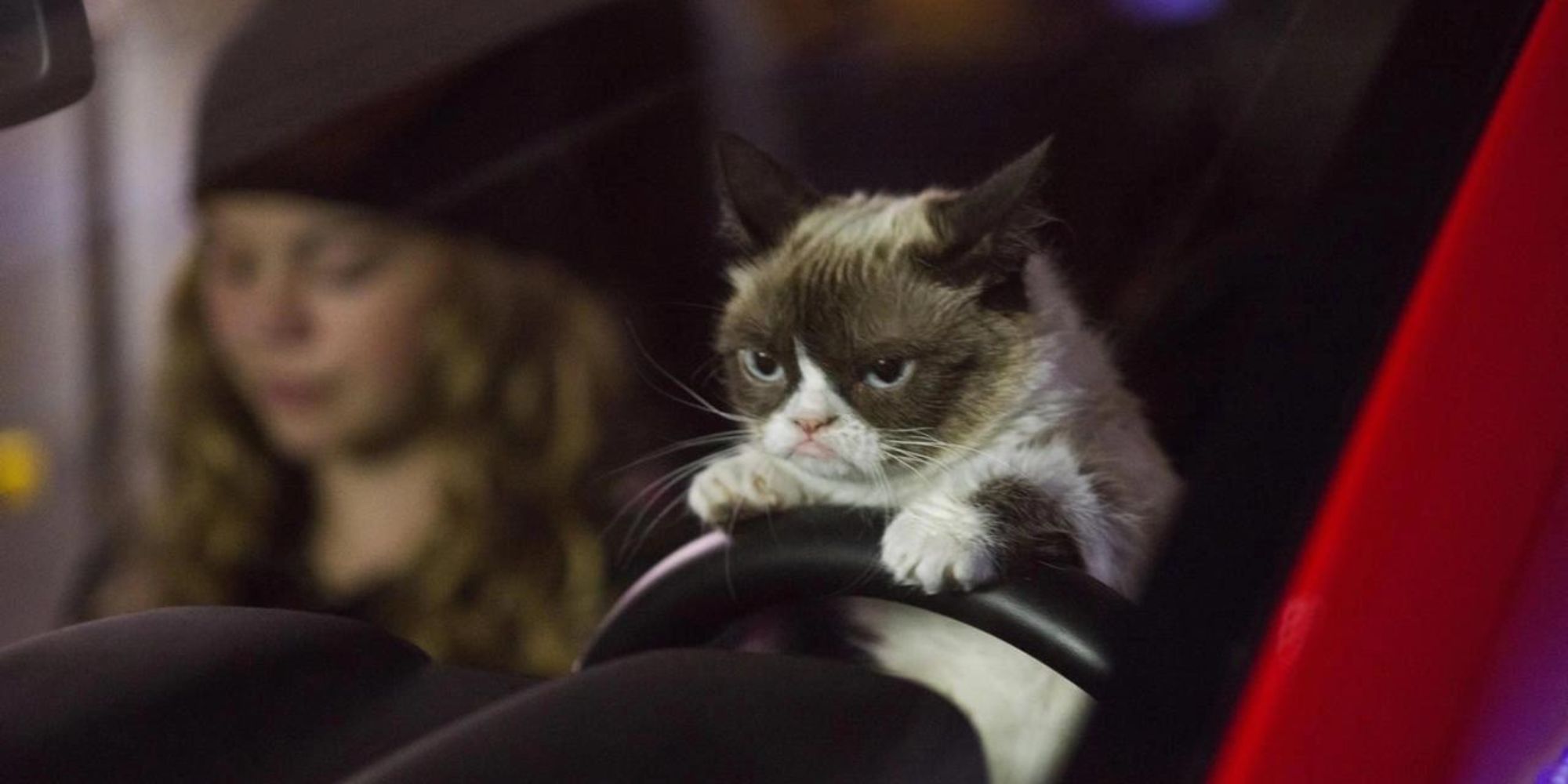 Grumpy Cat de Grumpy Cat's Worst Christmas Ever está dirigindo um carro