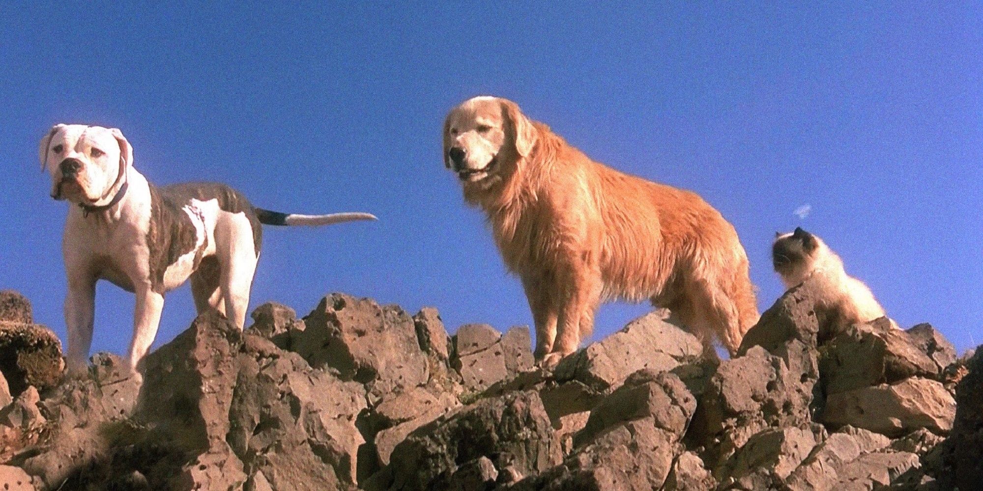 Chance, Shadow, and Sassy on the top of a cliff in 'Homeward Bound.'