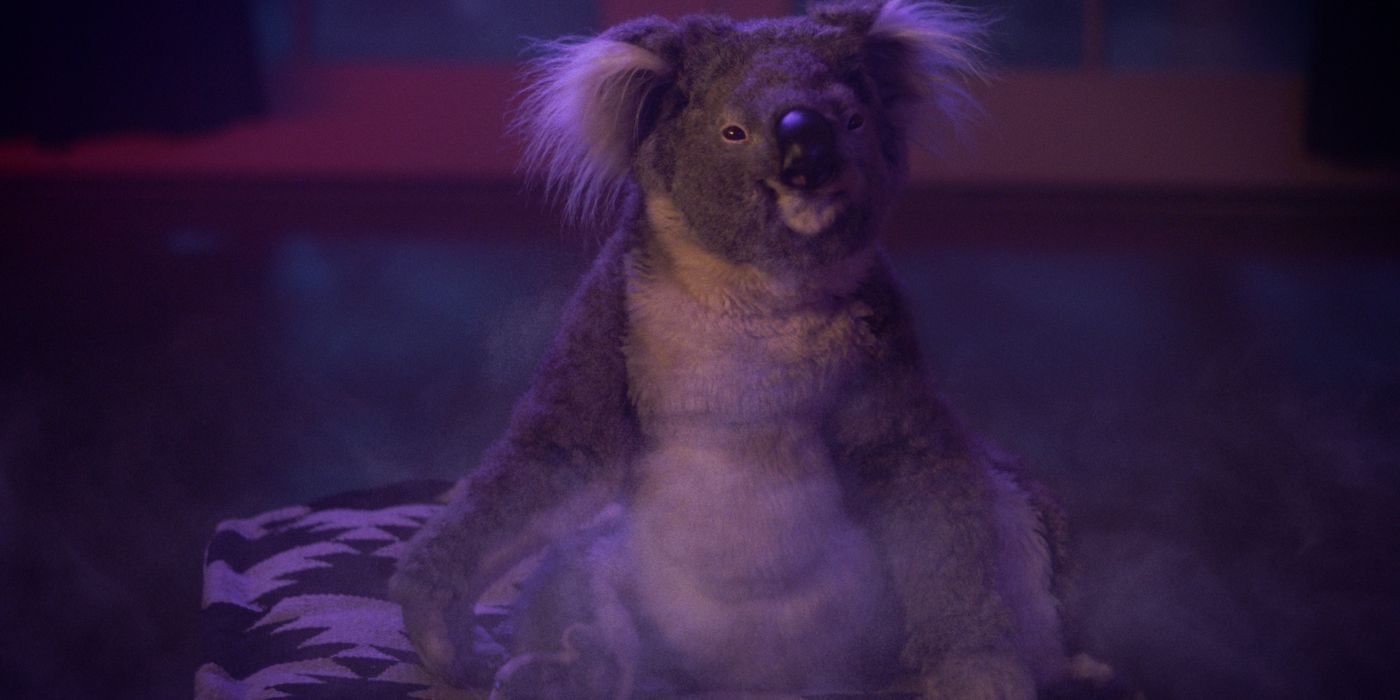 Pesta Koala di Rumah
