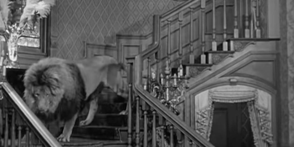Foto do leão de estimação da Família Addams, Kitty Kat, descendo as escadas no episódio de TV de 1964 da Família Addams, Halloween com a Família Addams
