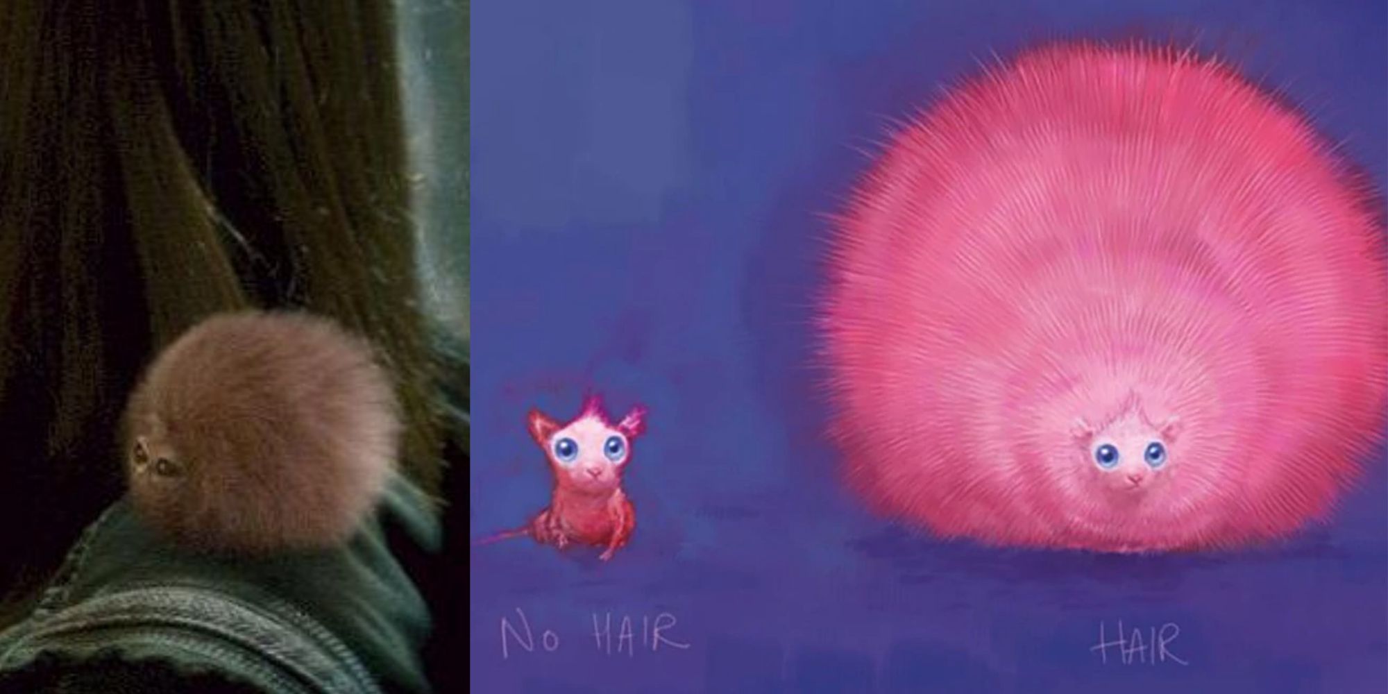 Pygmy Puff in Harry Potter