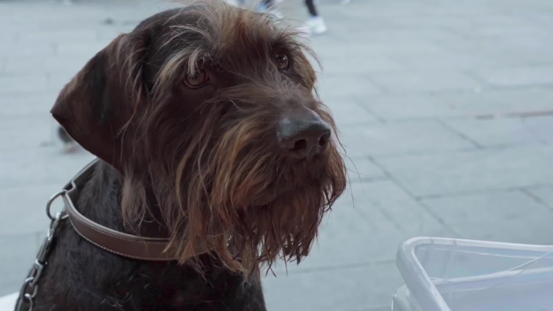 A dog from the 2007 movie, Year of the Dog.