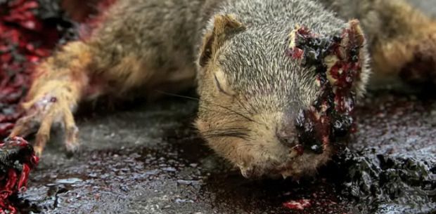 zombie-squirrel-from-zombie-roadkill